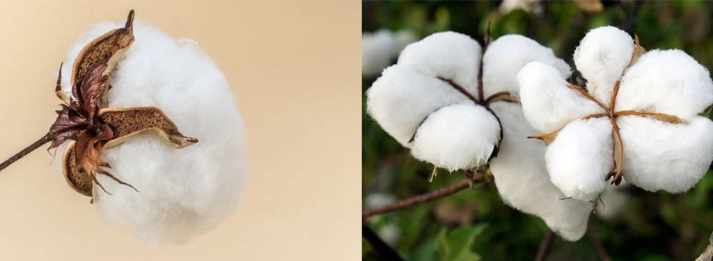 Why is organic cotton better than normal cotton?